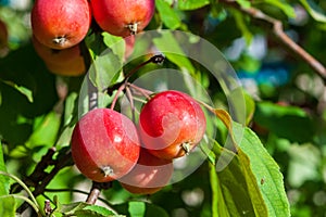 Red ripe apples on an apple tree