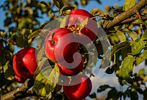 Red ripe apples on an Apple tree branch. Autumn, the harvest sea