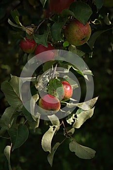 Red ripe apples on apple tree branch