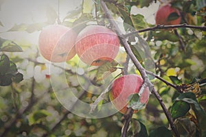 Red ripe apples branch closeup on a tree in garden