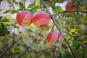 Red ripe apples branch closeup on a tree in garden