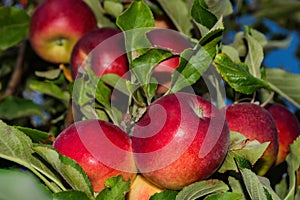 Red ripe apples on a branch ready to be harvested. Fresh red apples on tree in summer garden. Red apples on tree close up.