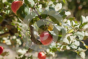 Red ripe apples on the farm - the fruitful year