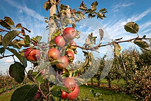 Red and ripe apples hanging from a tree branch