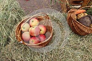 red ripe apples lie in a basket on the grass. Ingathering. Autumn summer work farmer useful food growing fruit. Collecting Vitamin