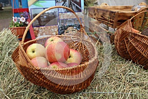 red ripe apples lie in a basket on the grass. Ingathering. Autumn summer work farmer useful food growing fruit. Collecting Vitamin