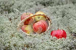 Red ripe apples lie on a gray background.
