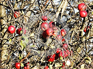 Red ripe apples ready to pick in late fall in NYS