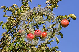Red ripe apples on a tree branch