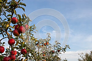 Red ripe apples on tree branch in the garden. Summer, autumn harvesting season. Local fruits, organic farming.