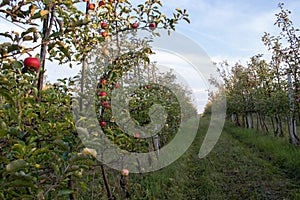 Red ripe apples on tree branch in the garden. Summer, autumn harvesting season. Local fruits, organic farming.