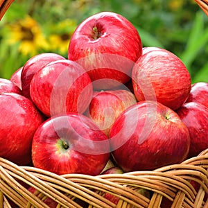 Red ripe apples in a wicker basket on background of flowers