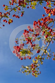 Red ripe autumn hawthorn berries illuminated by the setting sun, blue sky in the background.