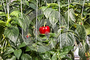 Red ripe bell peppers from bush with green leaves on vegetable, Big ripe sweet bell peppers, red paprika plants growing in glass