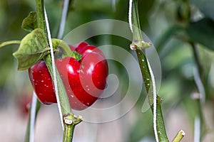 Red ripe bell peppers from bush with green leaves on vegetable, Big ripe sweet bell peppers, red paprika plants growing in glass