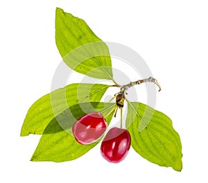Red ripe berries of Cornus mas
