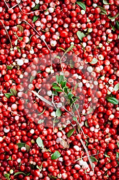 Red ripe berries of a cowberry lingonberry, Vaccinium vitis-idaea, partridgeberry with green leaves