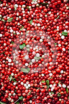 Red ripe berries of a cowberry lingonberry, Vaccinium vitis-idaea, partridgeberry with green leaves