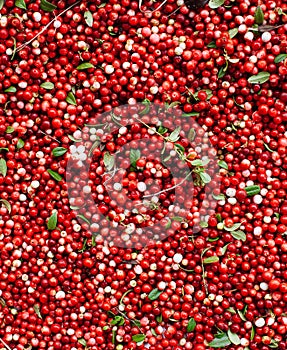 Red ripe berries of a cowberry lingonberry, Vaccinium vitis-idaea, partridgeberry with green leaves