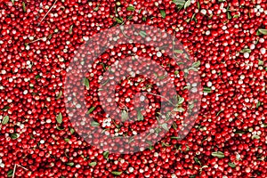 Red ripe berries of a cowberry lingonberry, Vaccinium vitis-idaea, partridgeberry with green leaves