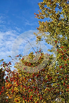 Red ripe berries of a medicinal plant of mountain ash on branches with yellow, green, orange leaves on a background of blue sky,