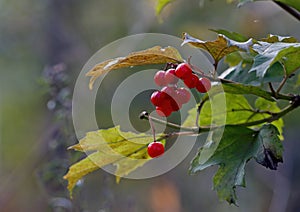 Red ripe berries of Viburnum red