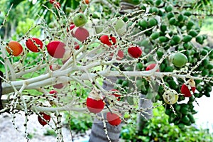 Red ripe betel nut palm fruit