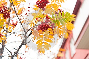 Red ripe bunch of rowan with green rowan leaves in autumn. autumnal colorful red rowan branch. bunch of orange ashberry