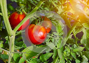 Red ripe celebrity tomatoes growing in greenhouse