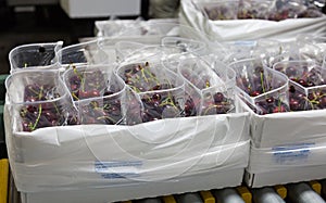 Red ripe cherries being bagged for shipment in a fruit packaging warehouse to market