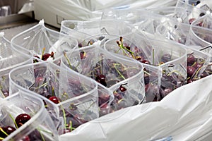 Red ripe cherries being bagged for shipment in a fruit packaging warehouse to market