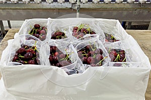 Red ripe cherries being bagged for shipment in a fruit packaging warehouse to market