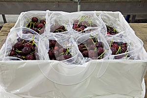 Red ripe cherries being bagged for shipment in a fruit packaging warehouse to market