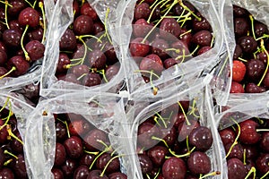 Red ripe cherries being bagged for shipment in a fruit packaging warehouse to market