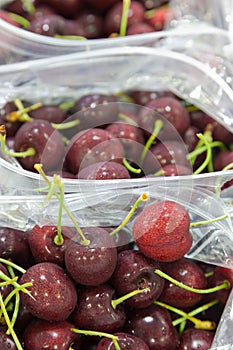 Red ripe cherries being bagged for shipment in a fruit packaging warehouse to market