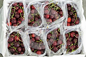Red ripe cherries being bagged for shipment in a fruit packaging warehouse to market photo