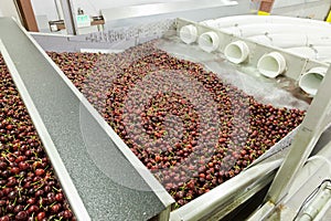 Red ripe cherries being washing in a fruit packing warehouse photo