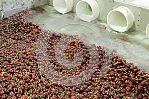 Red ripe cherries being washing in a fruit packing warehouse photo