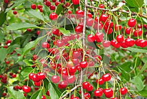 Red ripe cherries on cherry tree branches.