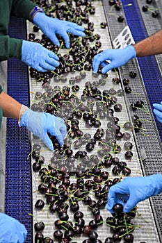 Red ripe cherries in a fruit packing warehouse photo