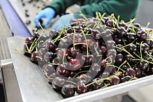 Red ripe cherries in a fruit packing warehouse