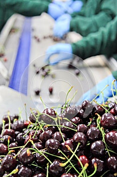 Red ripe cherries in a fruit packing warehouse photo