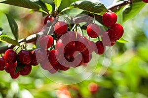 Red ripe cherries hanging from a cherry tree branch