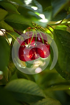 Red ripe cherries hanging from a cherry tree branch