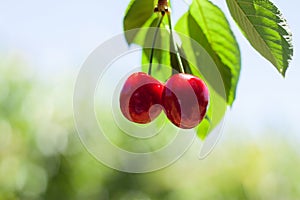 Red ripe cherries hanging from a cherry tree branch