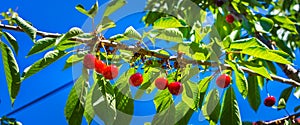 Red ripe cherries hanging on the tree