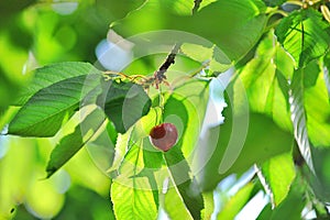 Red ripe cherries on the tree