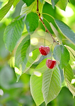 Red ripe cherries on the tree