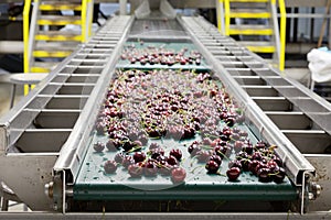 Red ripe cherries on a wet conveyor belt in a fruit packing warehouse photo