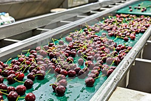 Red ripe cherries on a wet conveyor belt in a packing warehouse photo
